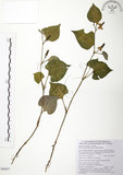 中文名:蕺菜(S088657)學名:Houttuynia cordata Thunb.(S088657)中文別名:臭腥草