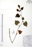 中文名:蕺菜(S099903)學名:Houttuynia cordata Thunb.(S099903)中文別名:臭腥草