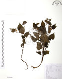 中文名:蕺菜(S104449)學名:Houttuynia cordata Thunb.(S104449)中文別名:臭腥草