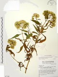 中文名:假澤蘭(S077108)學名:Austroeupatorium inulifolium (Kunth) King & Robinson(S077108)