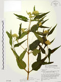 中文名:假澤蘭(S077109)學名:Austroeupatorium inulifolium (Kunth) King & Robinson(S077109)