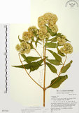 中文名:假澤蘭(S077123)學名:Austroeupatorium inulifolium (Kunth) King & Robinson(S077123)