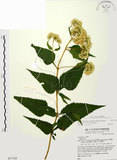 中文名:假澤蘭(S077124)學名:Austroeupatorium inulifolium (Kunth) King & Robinson(S077124)