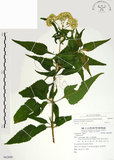 中文名:假澤蘭(S082809)學名:Austroeupatorium inulifolium (Kunth) King & Robinson(S082809)