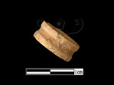 文件名稱:LL-FB027魚骨珠標本...