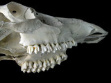 文件名稱:水鹿現生上顎骨-1