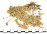 中文名:鈍葉泥炭蘚(B00001485)學名:Sphagnum amblyphyllum Russ.(B00001485)