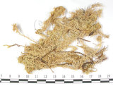 中文名:鈍葉泥炭蘚(B00001485)學名:Sphagnum amblyphyllum Russ.(B00001485)