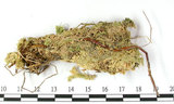 中文名:鈍葉泥炭蘚(B00001486)學名:Sphagnum amblyphyllum Russ.(B00001486)