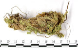 中文名:鈍葉泥炭蘚(B00001486)學名:Sphagnum amblyphyllum Russ.(B00001486)