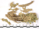 中文名:截葉泥炭蘚(B00001489)學名:Sphagnum aongstroemii C. Hartm.(B00001489)