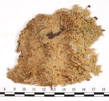 中文名:?呇滫d炭蘚(B00001496)學名:Sphagnum fuscum (Schmpr.) Klinggr.(B00001496)