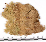 中文名:?呇滫d炭蘚(B00001496)學名:Sphagnum fuscum (Schmpr.) Klinggr.(B00001496)