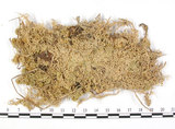 中文名:垂枝泥炭蘚(B00001499)學名:Sphagnum jensenii Lindb.(B00001499)