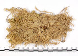 中文名:垂枝泥炭蘚(B00001499)學名:Sphagnum jensenii Lindb.(B00001499)