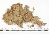 中文名:垂枝泥炭蘚(B00001500)學名:Sphagnum jensenii Lindb.(B00001500)