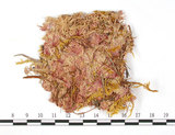 中文名:尖葉泥炭蘚(B00001502)學名:Sphagnum nemoreum Scop.(B00001502)