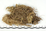 中文名:偏葉泥炭蘚(B00001517)學名:Sphagnum subsecundum Nees.(B00001517)