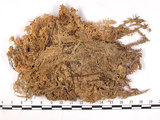 中文名:偏葉泥炭蘚(B00001518)學名:Sphagnum subsecundum Nees.(B00001518)