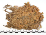 中文名:偏葉泥炭蘚(B00001518)學名:Sphagnum subsecundum Nees.(B00001518)