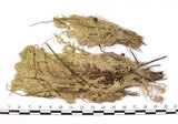 中文名:泛地泥炭蘚(B00002241)學名:Sphagnum inundatum Russ.(B00002241)