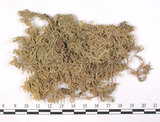 中文名:船葉泥炭蘚(B00002759)學名:Sphagnum cymbifolium (Ehrh.)Hedw.(B00002759)