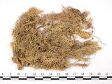 中文名:長毛泥炭蘚(B00002761)學名:Sphagnum fimbriatum Wils.(B00002761)