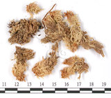 中文名:覆葉泥炭蘚, 毛壁泥炭蘚(B00002763)學名:Sphagnum imbricatum Hornsh. ex Russow(B00002763)