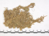 中文名:垂枝泥炭蘚(B00002765)學名:Sphagnum jensenii Lindb.(B00002765)