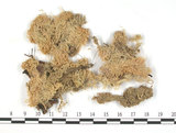 中文名:暖地泥炭蘚(B00002767)學名:Sphagnum junghuhnianum Doz.et Molk.(B00002767)