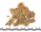 中文名:泥炭蘚(B00002768)學名:Sphagnum medium Limper.(B00002768)