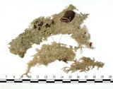 中文名:泥炭蘚(B00003097)學名:Sphagnum robustum (Warnst.) Roell.(B00003097)