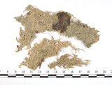 中文名:泥炭蘚(B00003097)學名:Sphagnum robustum (Warnst.) Roell.(B00003097)