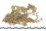 中文名:大泥炭蘚(B00003099)學名:Sphagnum palustre L.(B00003099)