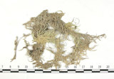 中文名:泥炭蘚(B00003101)學名:Sphagnum robustum (Warnst.) Roell.(B00003101)