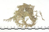 中文名:泥炭蘚(B00003101)學名:Sphagnum robustum (Warnst.) Roell.(B00003101)