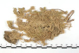 中文名:長毛泥炭蘚(B00003551)學名:Sphagnum fimbriatum Wils.(B00003551)