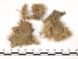 中文名:長毛泥炭蘚(B00003552)學名:Sphagnum fimbriatum Wils.(B00003552)