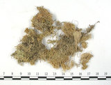 中文名:長毛泥炭蘚(B00003552)學名:Sphagnum fimbriatum Wils.(B00003552)