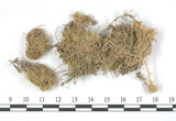 中文名:長毛泥炭蘚(B00003553)學名:Sphagnum fimbriatum Wils.(B00003553)
