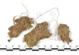 中文名:卵葉泥炭蘚(B00003556)學名:Sphagnum ovatum Hampe.(B00003556)