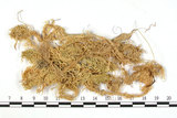 中文名:擬大泥炭蘚(B00003560)學名:Sphagnum pseudo-cymbifolium C. Muell.(B00003560)