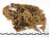 中文名:泥炭蘚(B00003644)學名:Sphagnum cuspidatulum C. Muell.(B00003644)