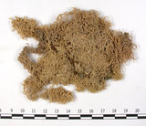 中文名:泥炭蘚(B00003647)學名:Sphagnum cuspidatulum C. Muell.(B00003647)