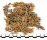 中文名:泥炭蘚(B00003648)學名:Sphagnum sericeum C. Muell.(B00003648)