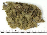 中文名:泥炭蘚(B00003878)學名:Sphagnum(B00003878)