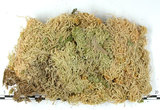 中文名:泥炭蘚(B00003889)學名:Sphagnum(B00003889)