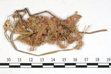 中文名:銳葉泥炭蘚(B00007904)學名:Sphagnum acutifolium Ehrh.(B00007904)