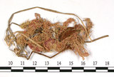 中文名:銳葉泥炭蘚(B00007904)學名:Sphagnum acutifolium Ehrh.(B00007904)