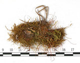 中文名:銳葉泥炭蘚(B00007907)學名:Sphagnum acutifolium Ehrh.(B00007907)